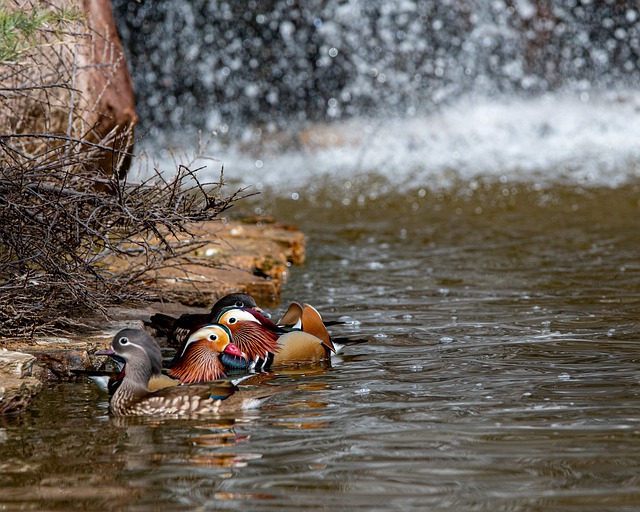 Free download mandarin ducks swimming free picture to be edited with GIMP free online image editor