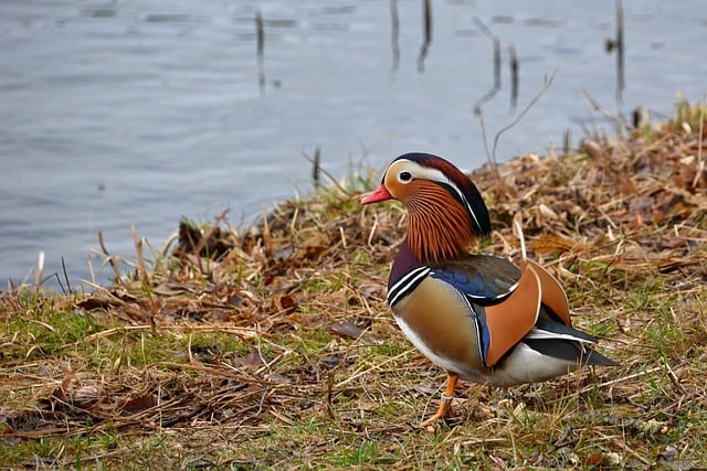 Free download mandarin duck water bird lake park free picture to be edited with GIMP free online image editor