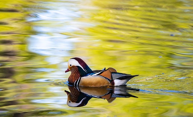 Free download mandarin duck waterfowl water birds free picture to be edited with GIMP free online image editor