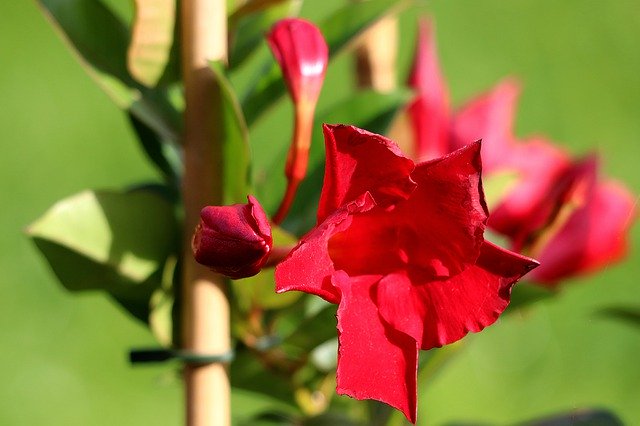 Free download Mandevilla Blossom Bloom -  free photo or picture to be edited with GIMP online image editor