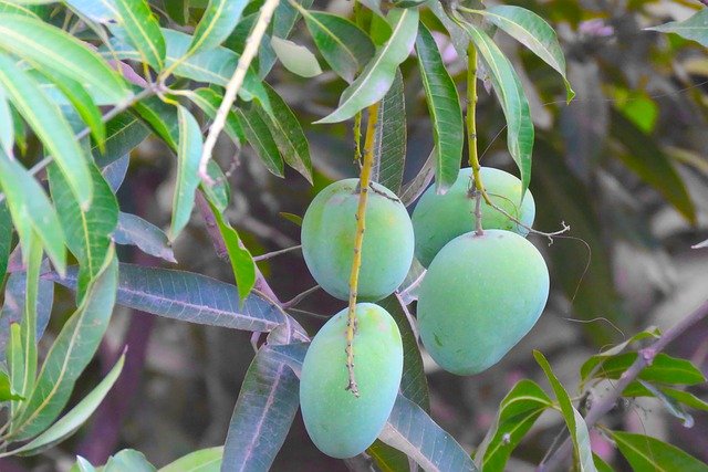 Free download Mangoes Fruits Organic -  free photo or picture to be edited with GIMP online image editor