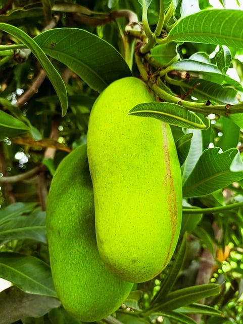 Free download mango green mango fruit tree juicy free picture to be edited with GIMP free online image editor