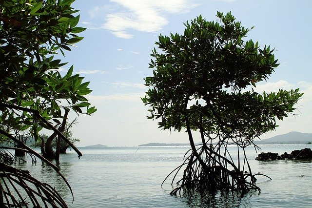 Free download Mangrove Thailand Nature -  free photo or picture to be edited with GIMP online image editor