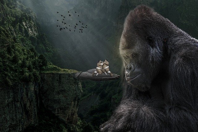 Free download Manipulation Gorilla Silverback -  free illustration to be edited with GIMP free online image editor