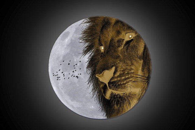 Free download Manipulation Lion Predator -  free illustration to be edited with GIMP free online image editor