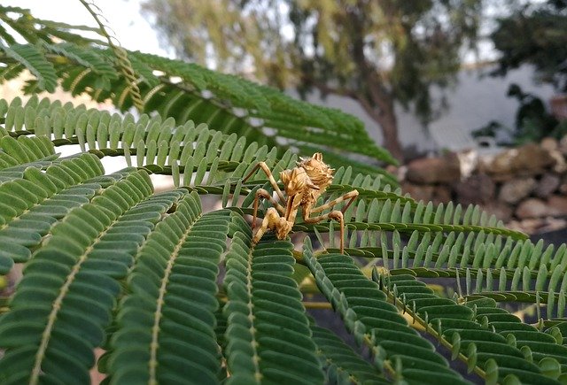 Free download Mantis Blepharopsis Mendica Larval -  free photo or picture to be edited with GIMP online image editor