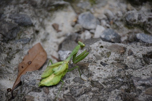 Free download Mantis Insect Animal -  free photo or picture to be edited with GIMP online image editor