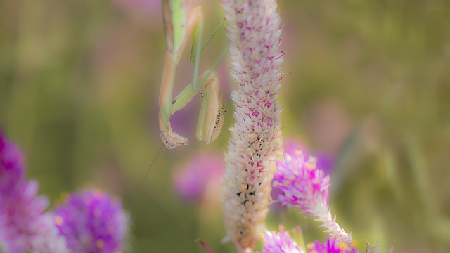 Free download Mantis Insect Flower -  free illustration to be edited with GIMP free online image editor