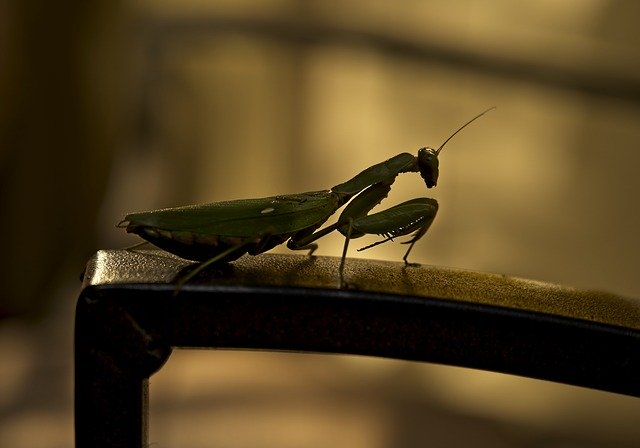 Free download Mantis Insect Silhouette -  free photo or picture to be edited with GIMP online image editor