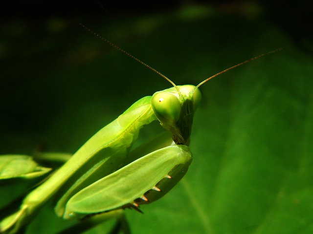 Free download mantis mantis religiosa blowgun free picture to be edited with GIMP free online image editor