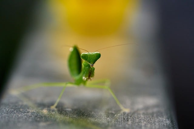 Free download mantis praying mantis green nature free picture to be edited with GIMP free online image editor