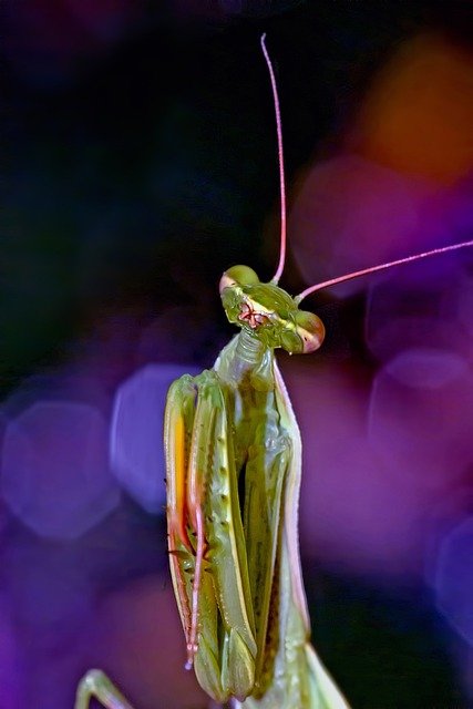 Free download mantis praying mantis insect green free picture to be edited with GIMP free online image editor