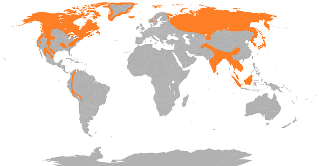 Free download Map Bear Range World -  free illustration to be edited with GIMP free online image editor