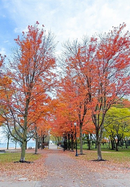 Free download maple autumn u s tree red free picture to be edited with GIMP free online image editor