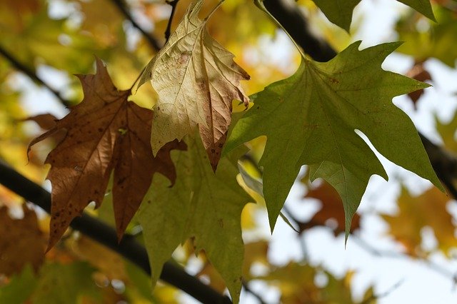 Free download Maple Foliage Nature -  free photo or picture to be edited with GIMP online image editor