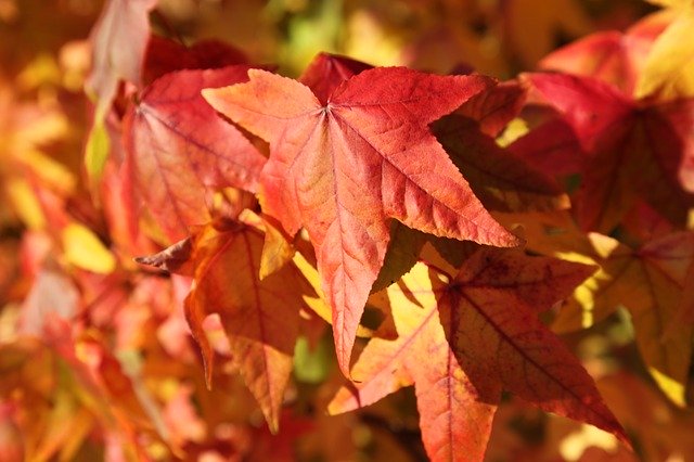 Free download Maple Leaf Fall -  free photo or picture to be edited with GIMP online image editor