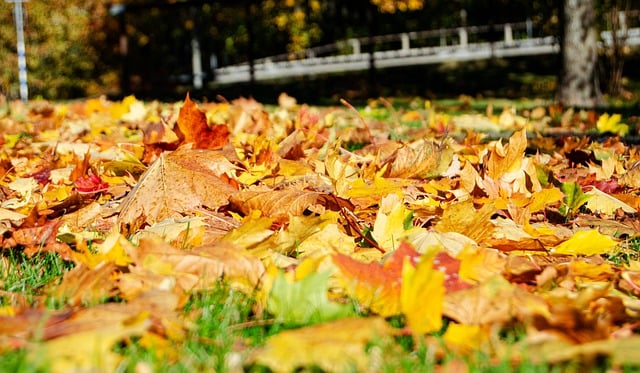 Free download maple leafs dry autumn dry leaves free picture to be edited with GIMP free online image editor