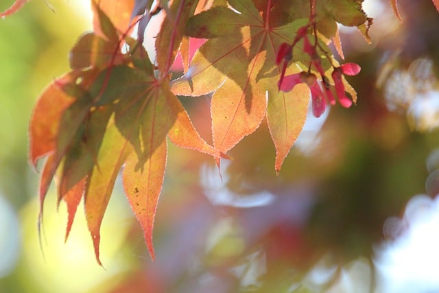 Free download maple leaves fall red leaves free picture to be edited with GIMP free online image editor