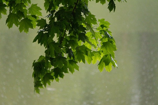 Free download Maple Leaves Rainy Day By The -  free photo or picture to be edited with GIMP online image editor