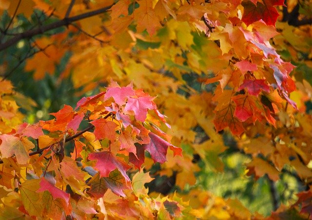 Téléchargement gratuit Maple Park Autumn - photo ou image gratuite à éditer avec l'éditeur d'images en ligne GIMP