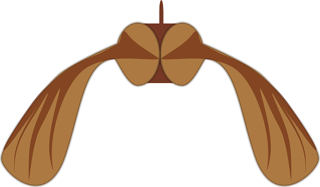 Free download Maple Seed Biology - Free vector graphic on Pixabay free illustration to be edited with GIMP free online image editor