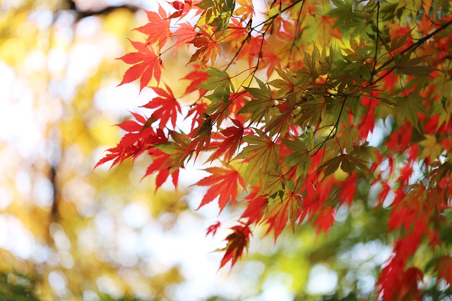 Free download maple tree autumn foliage fall free picture to be edited with GIMP free online image editor