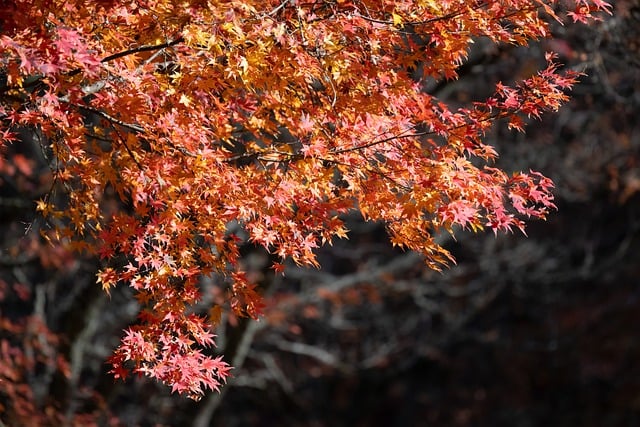 Free download maple tree foliage leaves autumn free picture to be edited with GIMP free online image editor