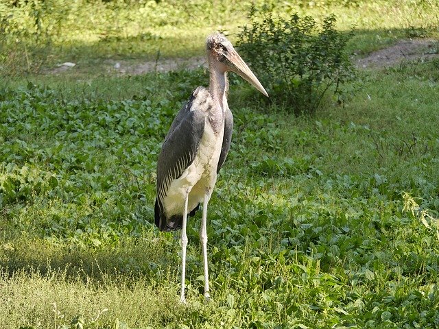 Free download Marabu Bird Animal World -  free photo or picture to be edited with GIMP online image editor