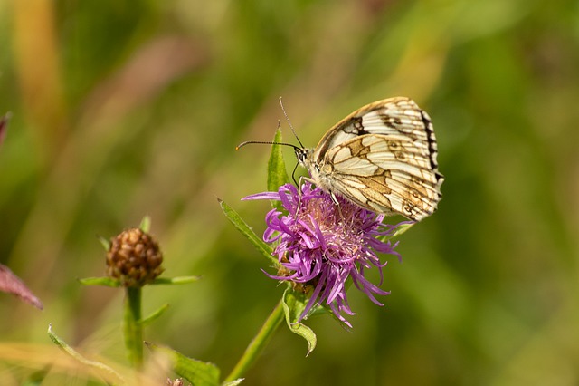 Free download marbled white butterfly butterfly free picture to be edited with GIMP free online image editor