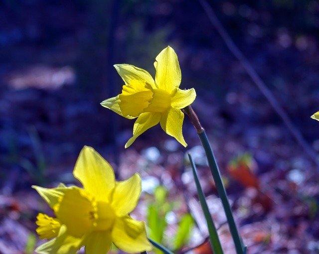 Free download March Daffodils Garden Bloom -  free photo or picture to be edited with GIMP online image editor