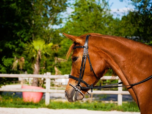 Free download Mare Horse Nature Horseback -  free photo or picture to be edited with GIMP online image editor