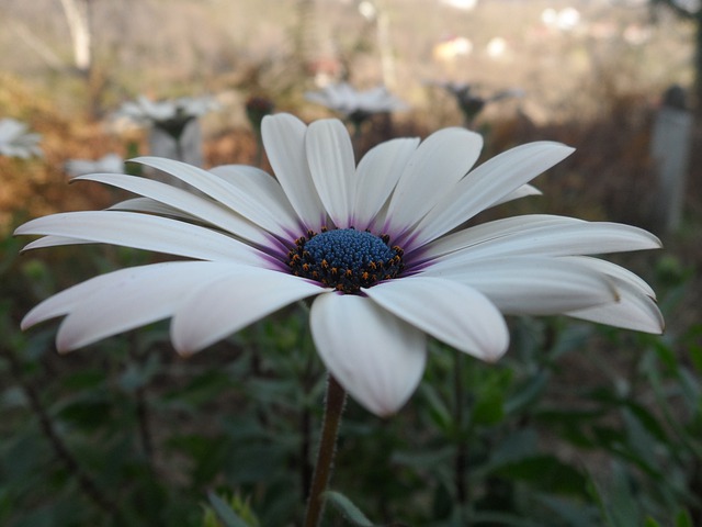 Free download margaret flower purple white free picture to be edited with GIMP free online image editor