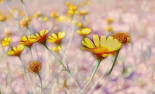 Free download Margaritas Wild Flowers Yellow -  free illustration to be edited with GIMP free online image editor