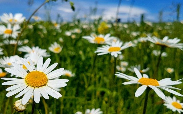 Free download Margarite Meadow Daisies -  free photo or picture to be edited with GIMP online image editor