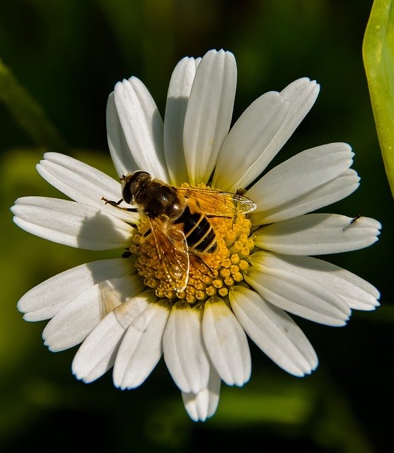 Free download Marguerite Bee Flower -  free photo or picture to be edited with GIMP online image editor