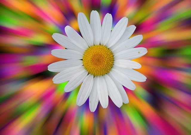 Free download Marguerite Bokeh Out Of Focus -  free illustration to be edited with GIMP free online image editor