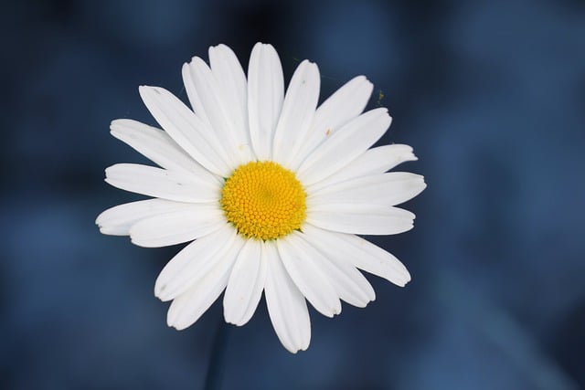 Free download marguerite daisy white flower free picture to be edited with GIMP free online image editor