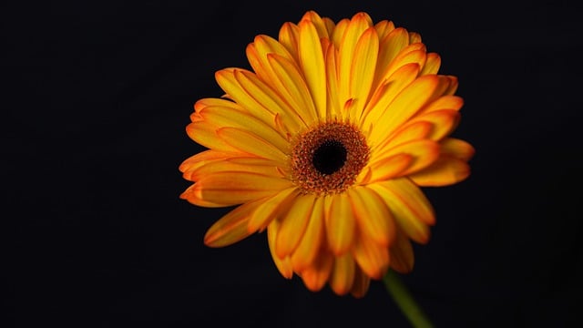 Free download marguerite yellow flower blossom free picture to be edited with GIMP free online image editor