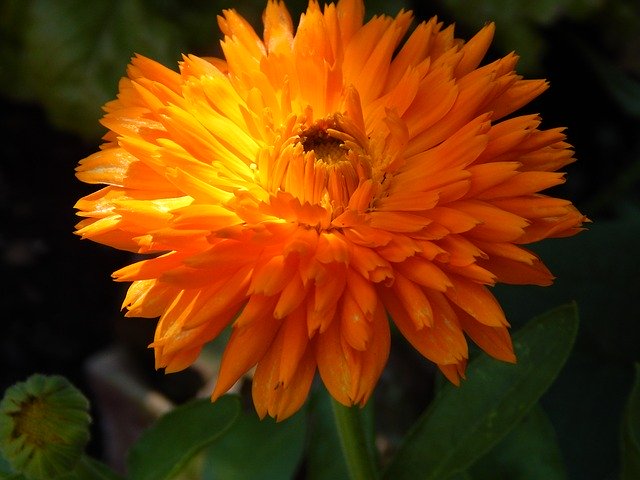 Free download Marigold Blossom Bloom -  free photo or picture to be edited with GIMP online image editor