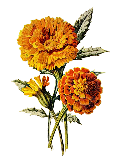 Free download Marigold Flower Floral -  free illustration to be edited with GIMP free online image editor