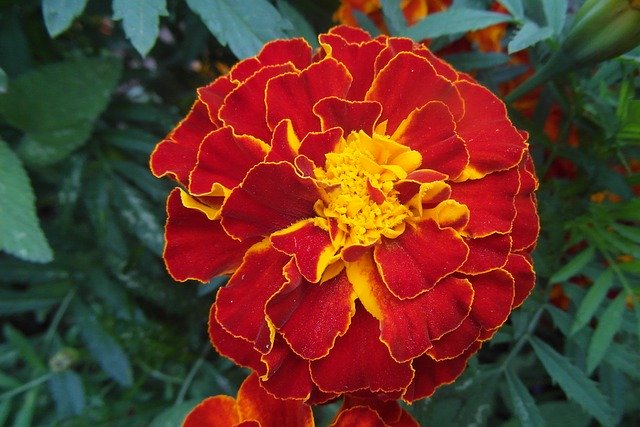 Free download Marigold Flower Garden -  free photo or picture to be edited with GIMP online image editor