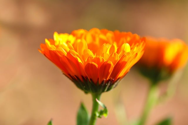 Free download marigold flower plant orange flower free picture to be edited with GIMP free online image editor