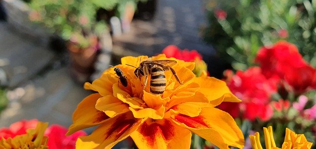 Free download Marigold Flowers Bee -  free photo or picture to be edited with GIMP online image editor