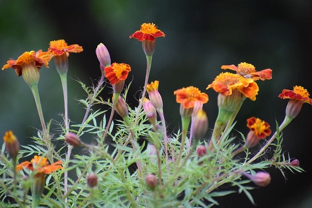 Free download marigold flower tagetes calendula free picture to be edited with GIMP free online image editor