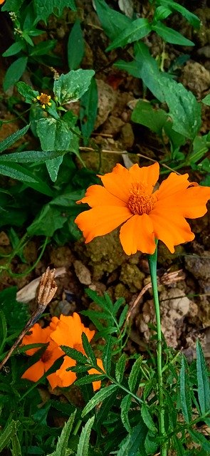 Free download Marigold Natural Flower Nature -  free photo or picture to be edited with GIMP online image editor