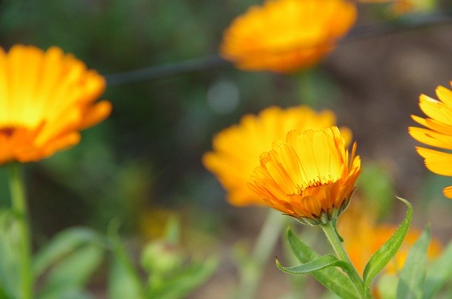 Free download Marigold Orange -  free photo or picture to be edited with GIMP online image editor