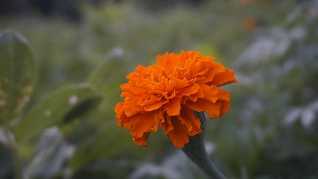 Free download Marigold Orange Flowers -  free photo or picture to be edited with GIMP online image editor