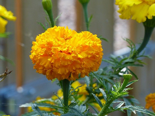 Free download Marigolds Summer Garden -  free photo or picture to be edited with GIMP online image editor