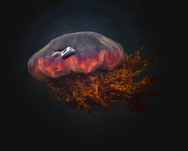 Free download Marine Life Jellyfish Underwater -  free illustration to be edited with GIMP free online image editor