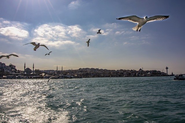 Free download Marine Seagull Istanbul -  free photo or picture to be edited with GIMP online image editor